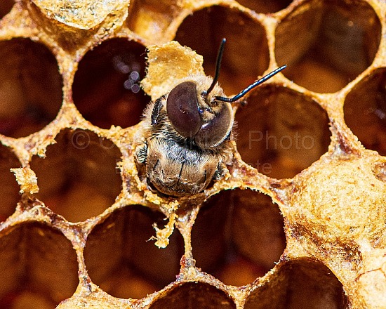 Bees and Sunflowers