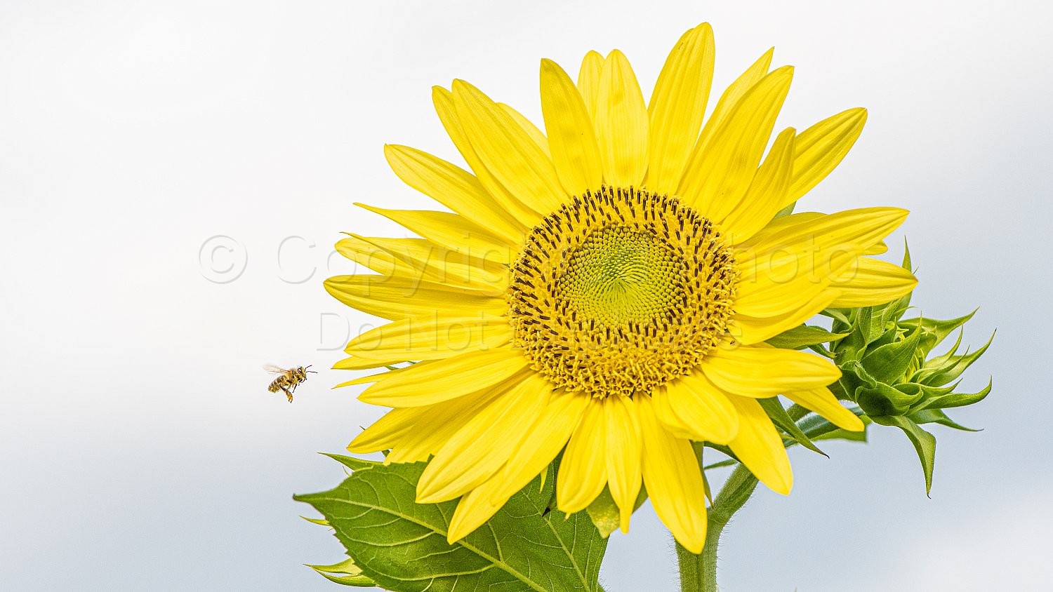 Bees and Sunflowers