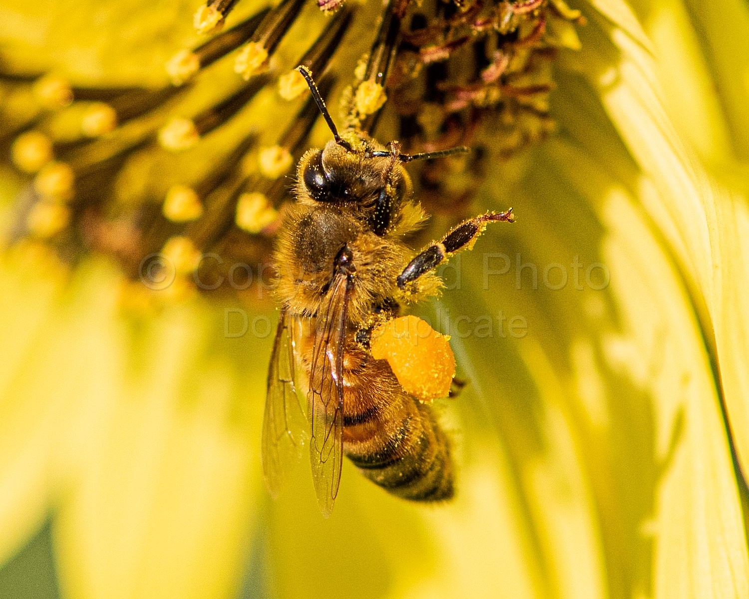 Bees and Sunflowers