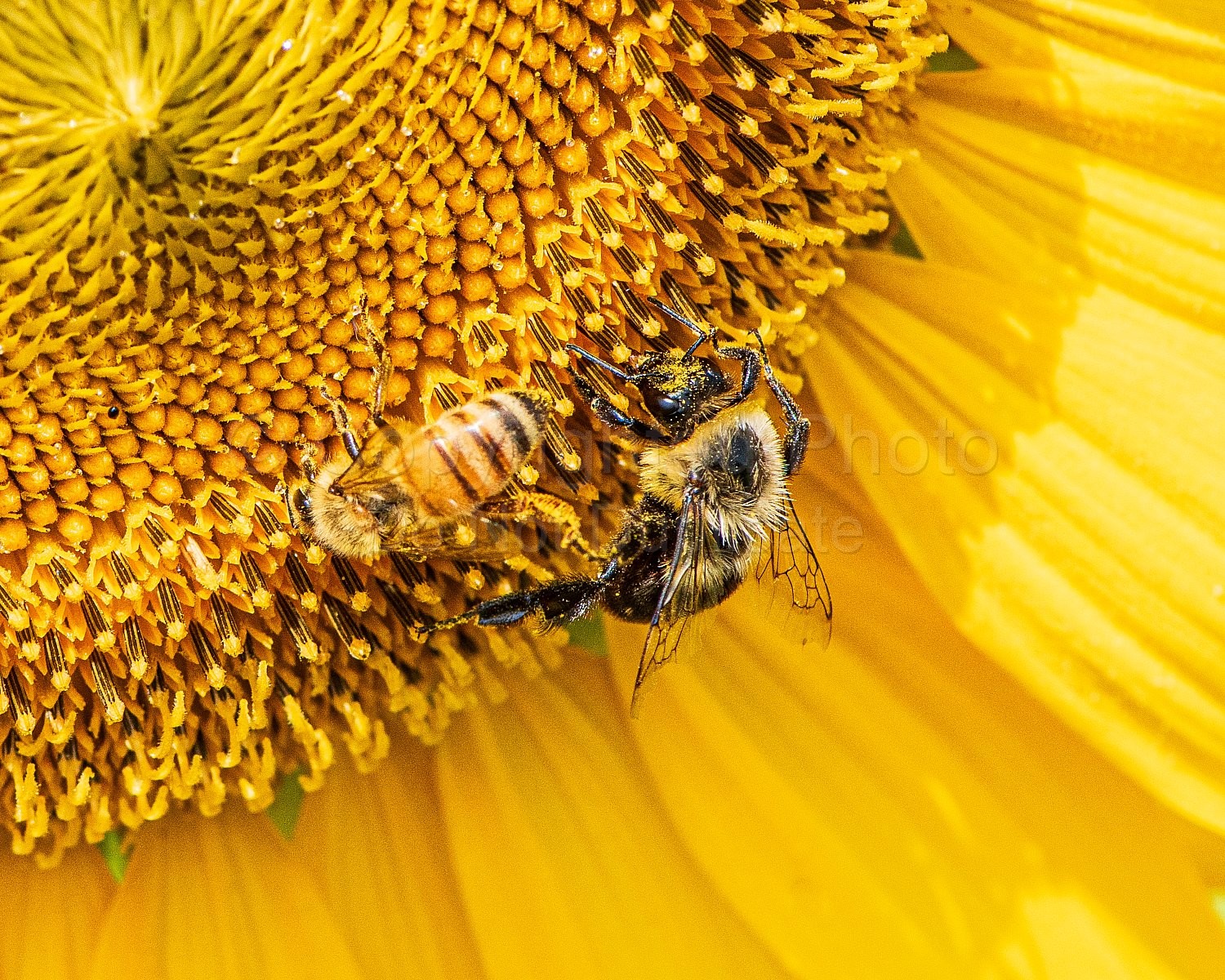 Bees and Sunflowers