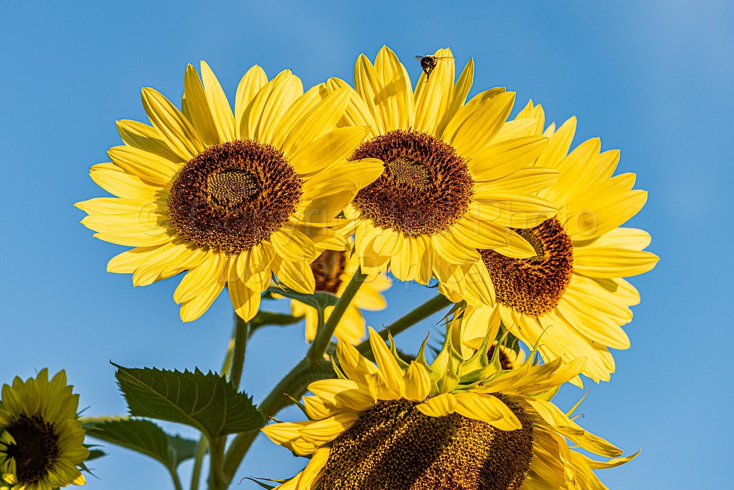 Bees and Sunflowers