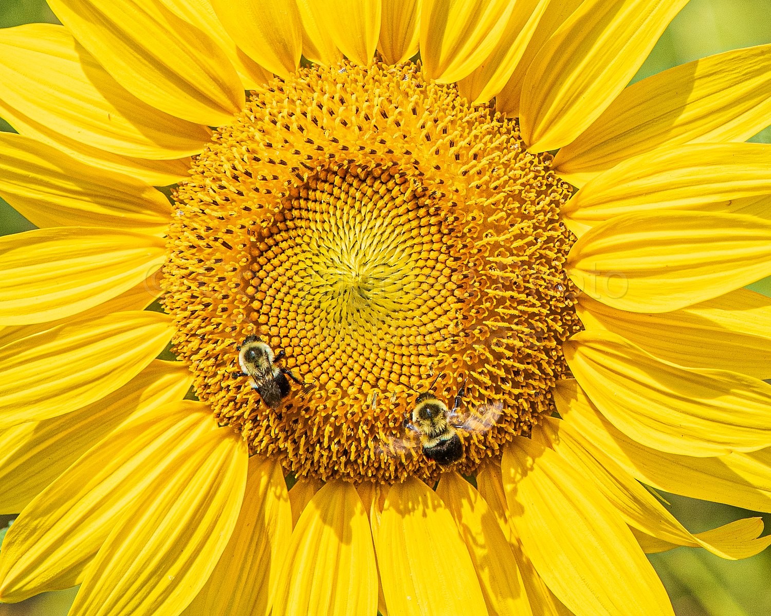 Bees and Sunflowers