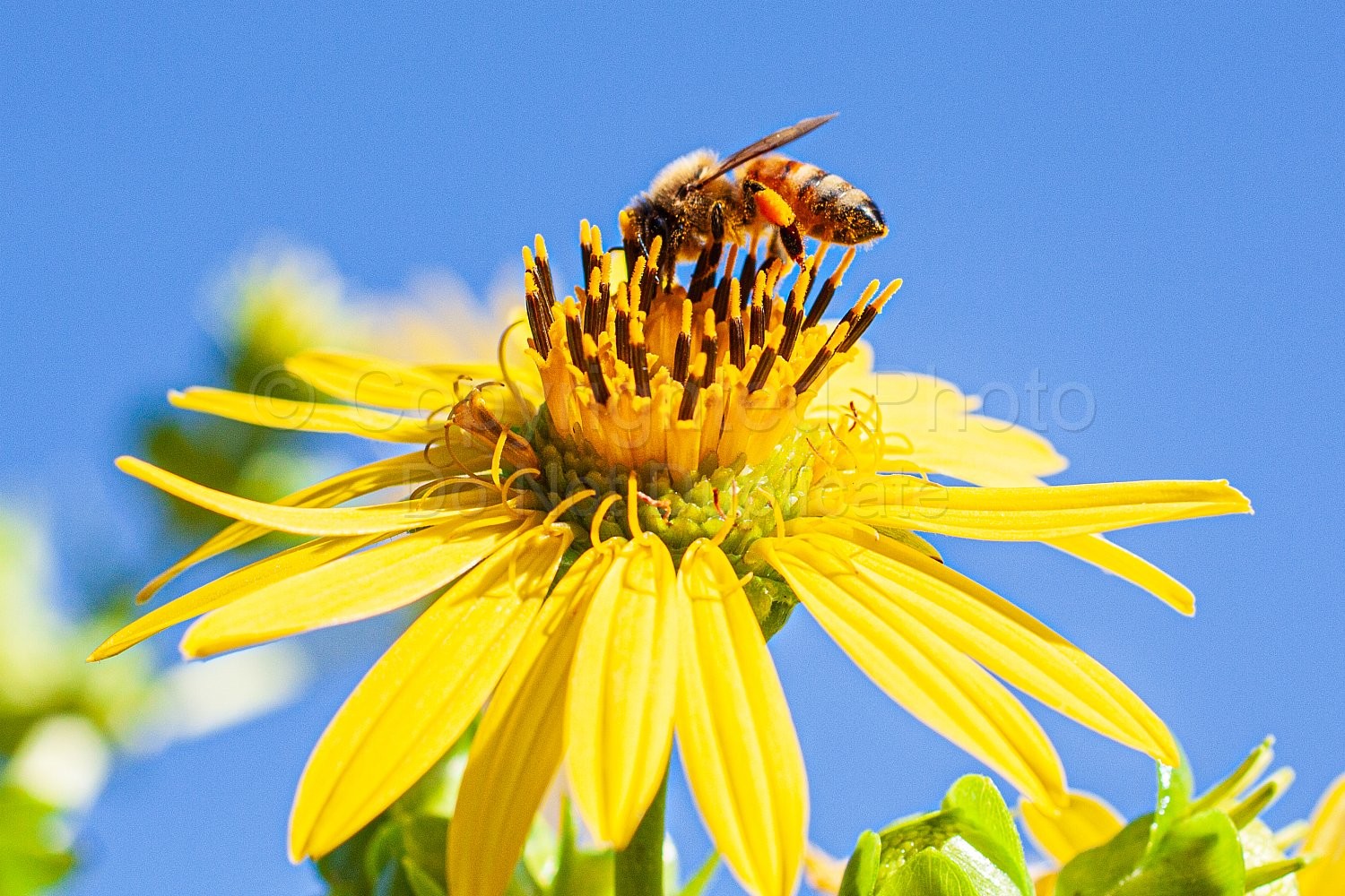 Bees and Sunflowers