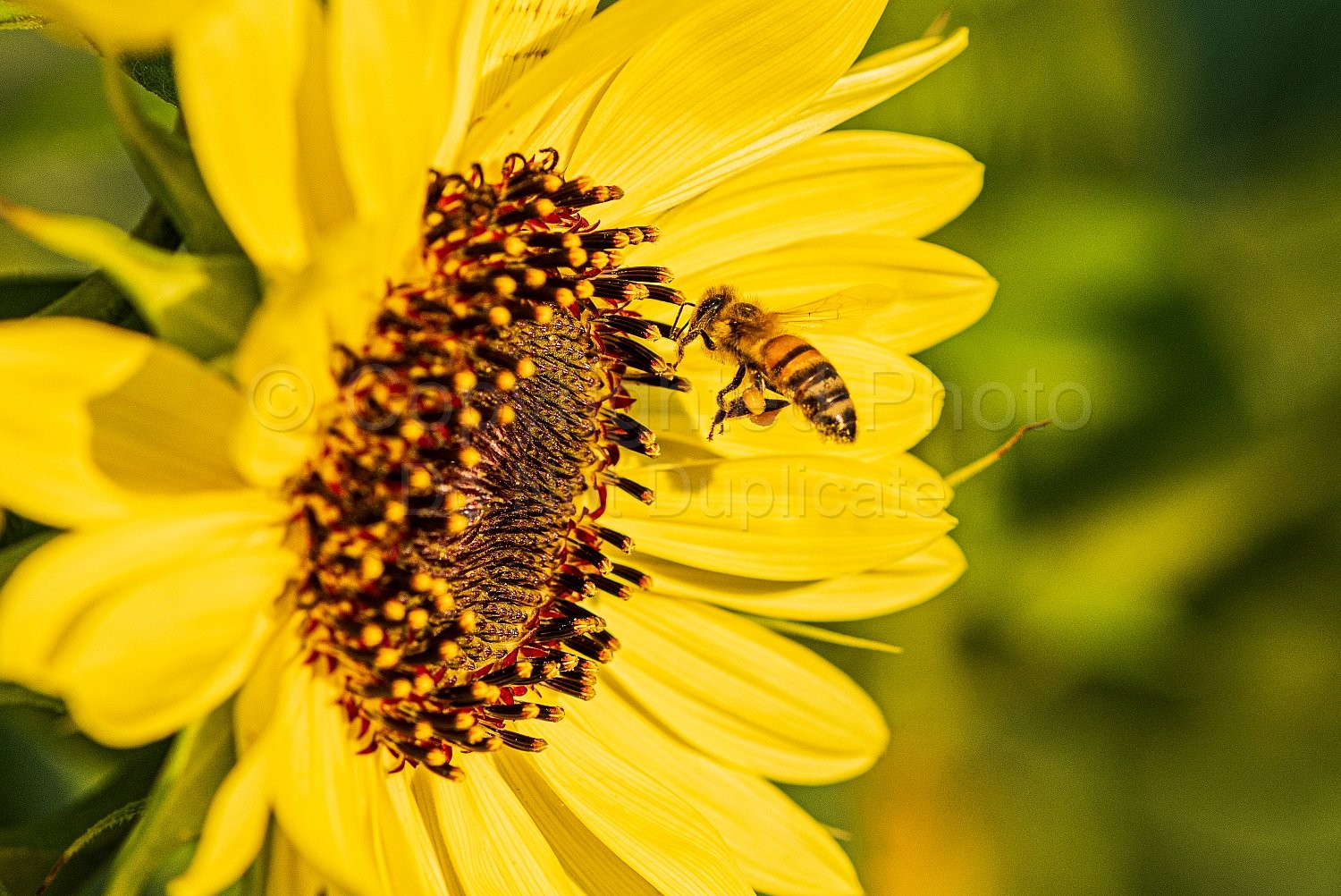 Bees and Sunflowers