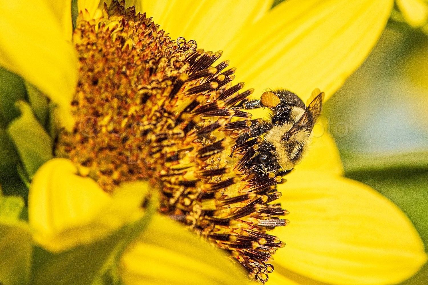 Bees and Sunflowers