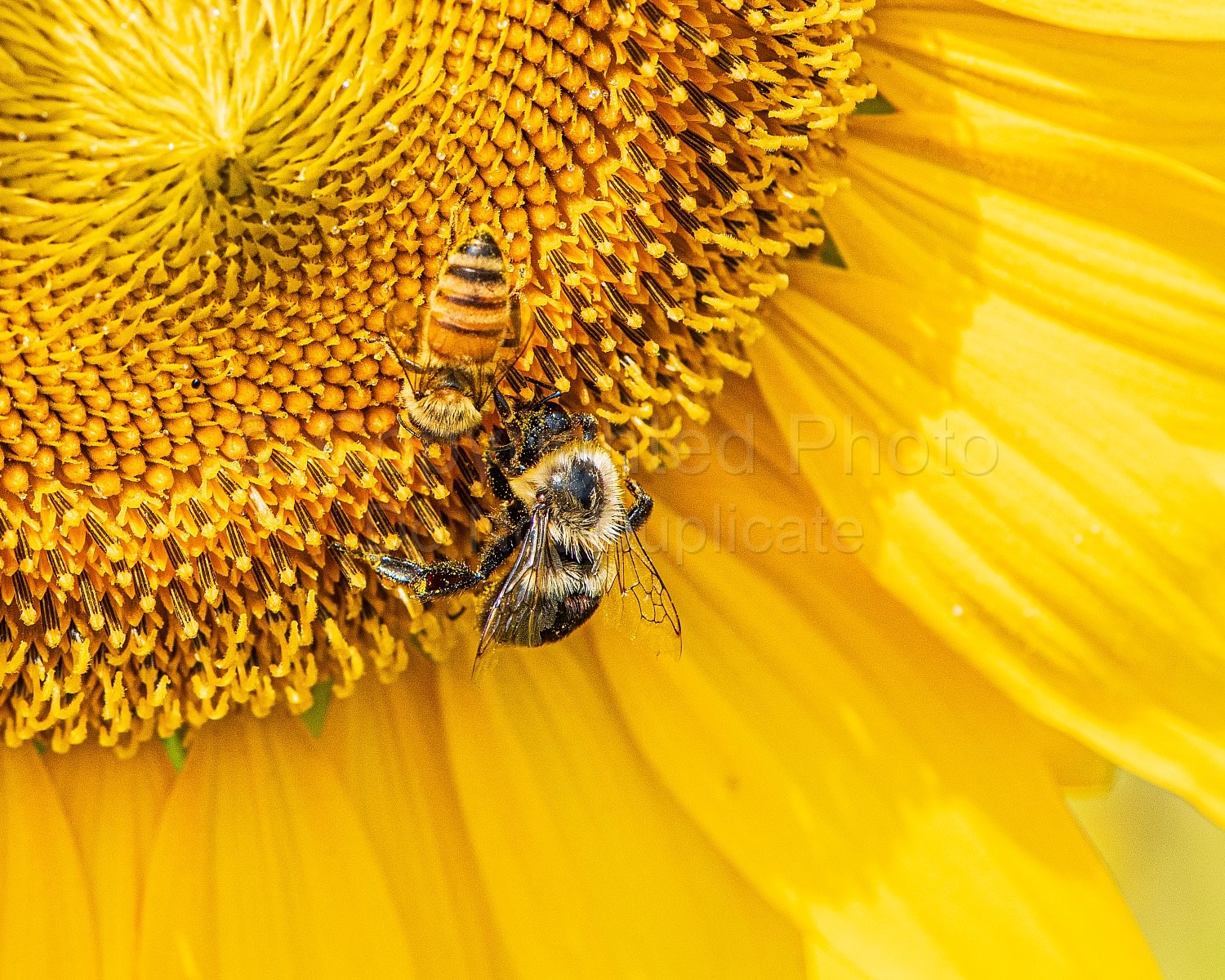 Bees and Sunflowers