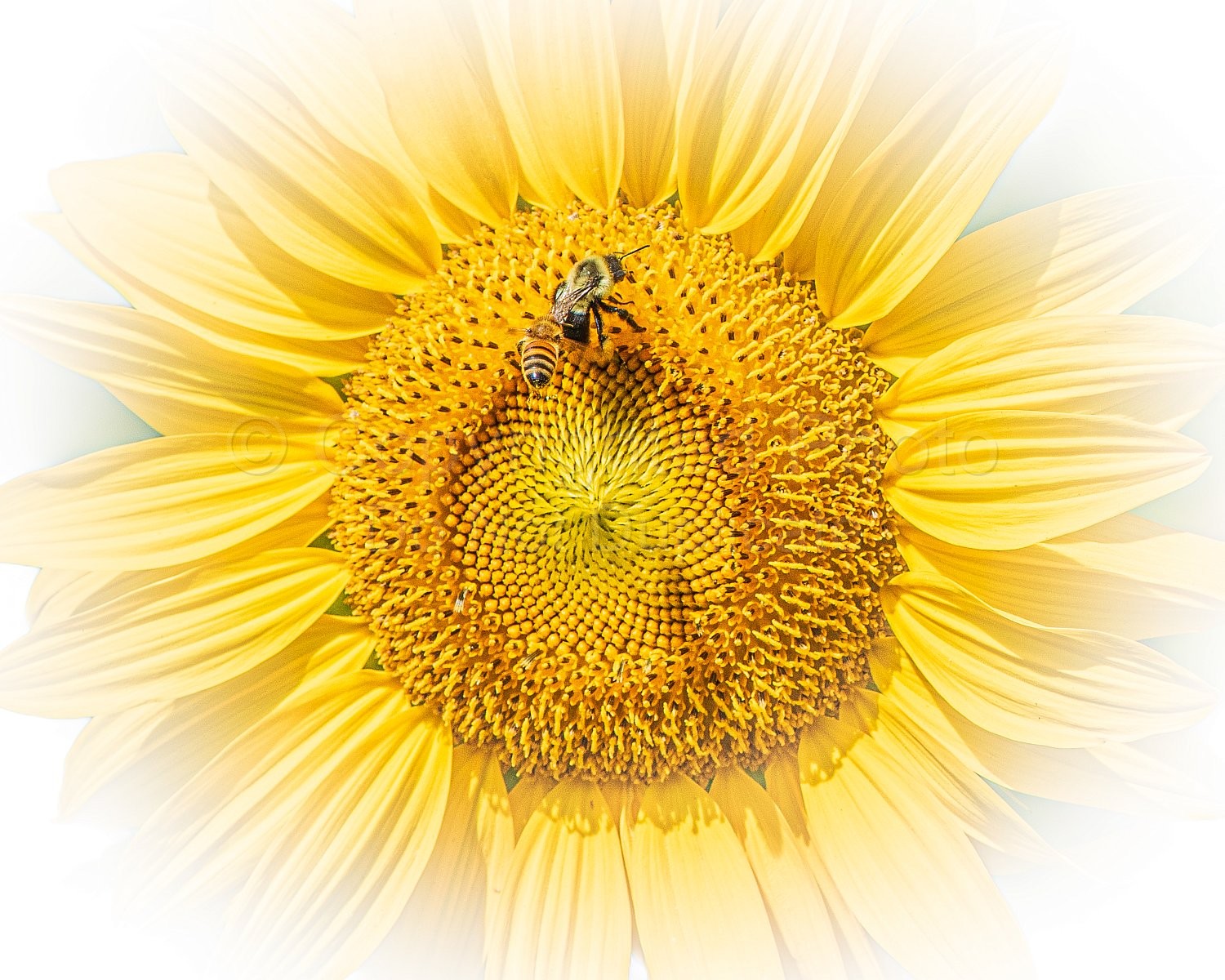 Bees and Sunflowers