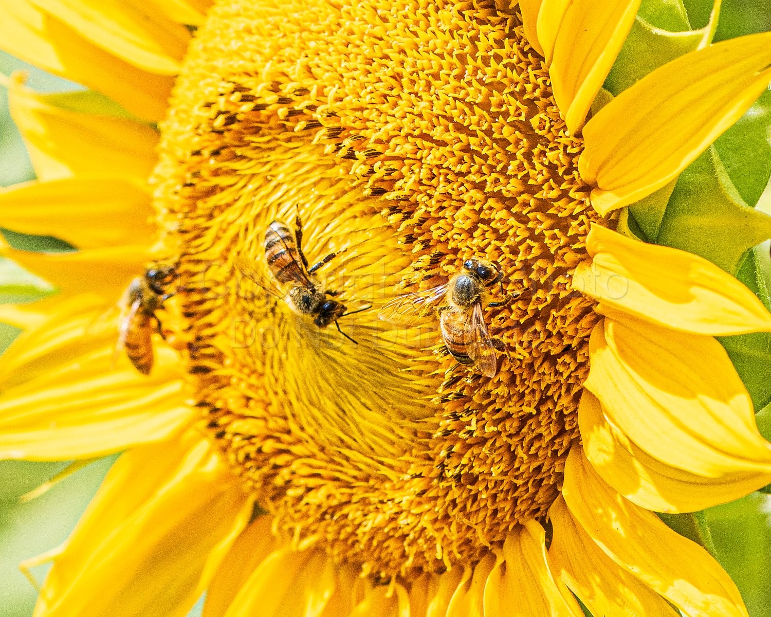 Bees and Sunflowers