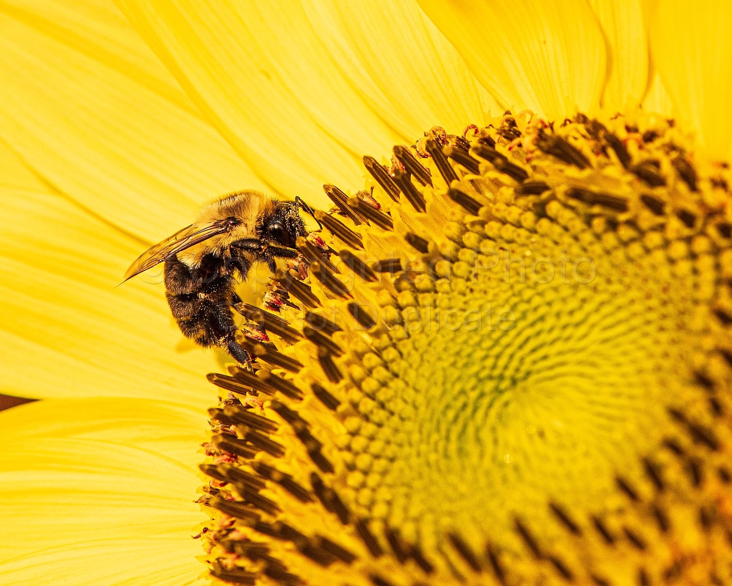 Bees and Sunflowers