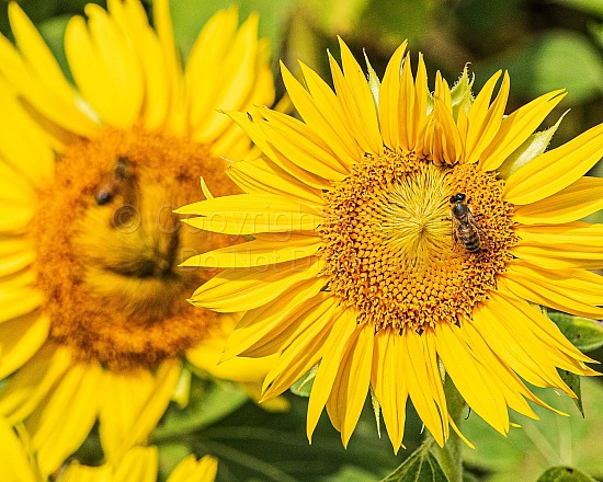 Bees and Sunflowers