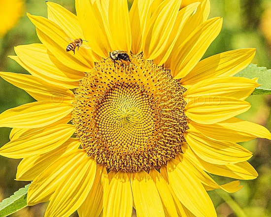 Bees and Sunflowers