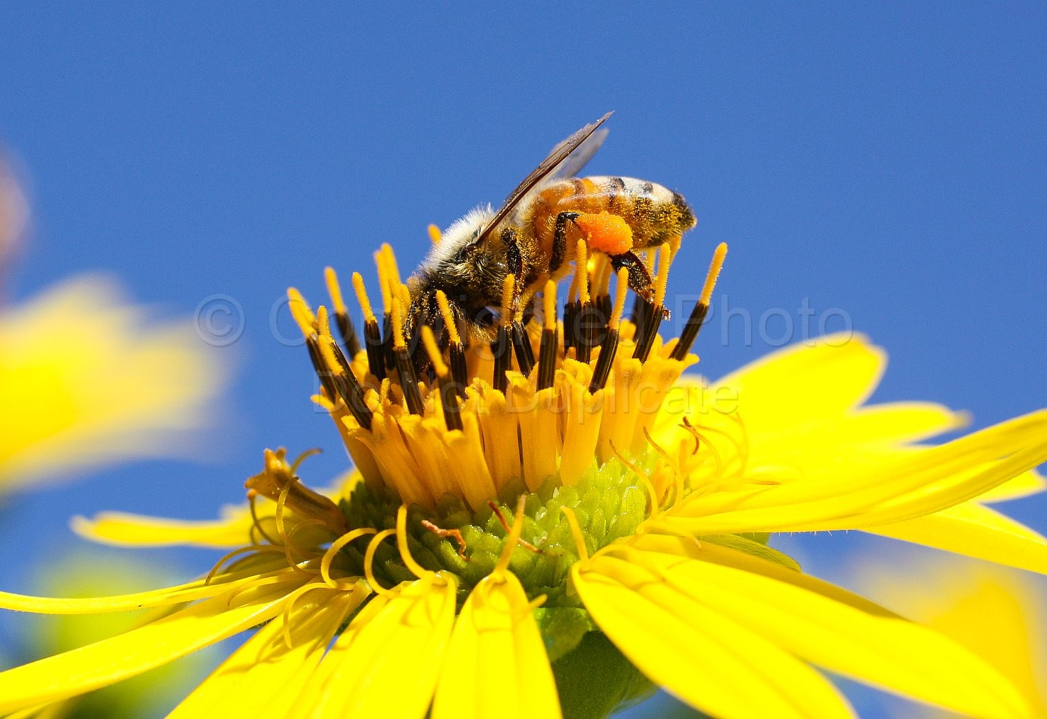 Bees and Sunflowers