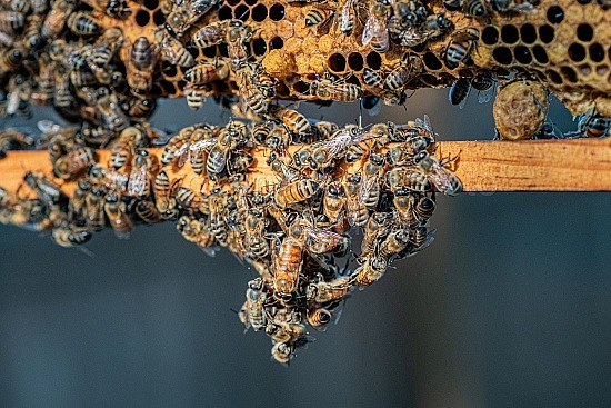 Bees and Sunflowers